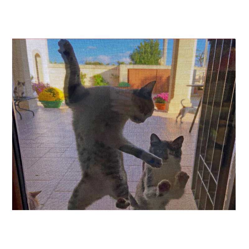 rete zanzariera anti gatto dura net cm.60