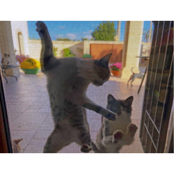 rete zanzariera anti gatto dura net cm.160