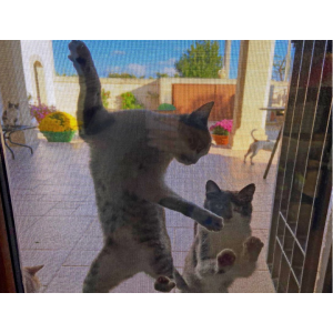 Rete Zanzariera Anti Gatto...