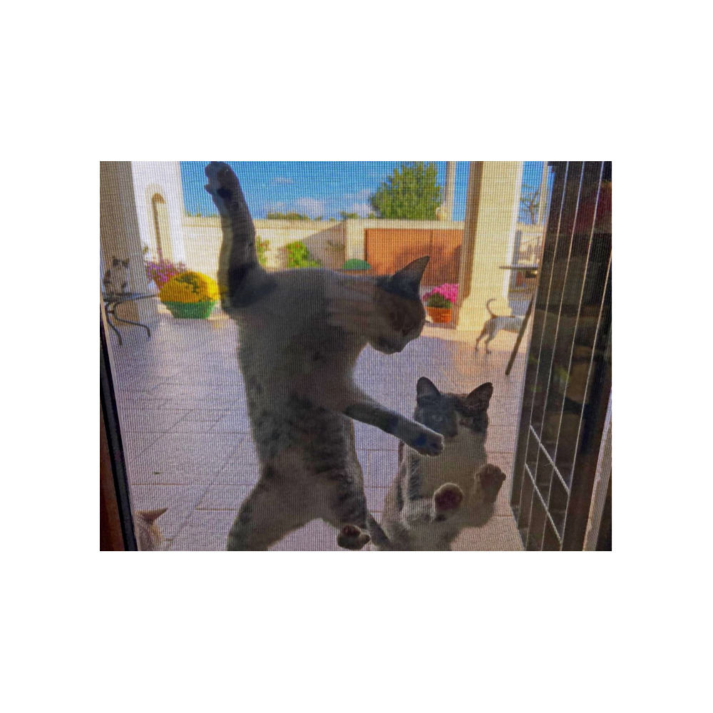 Rete Zanzariera Anti Gatto Dura Net Cm.80