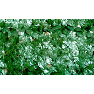 Arelle Sempreverdi Siepe M.1