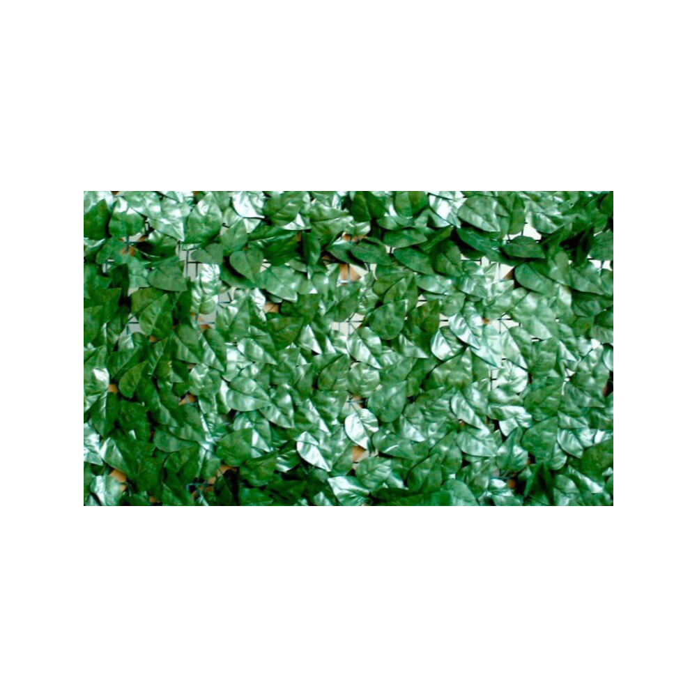 Arelle Sempreverdi Siepe M.1