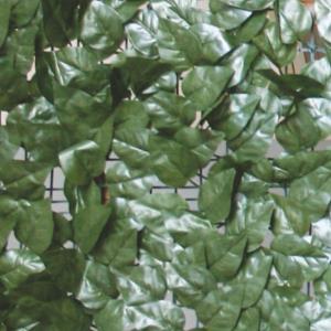 ARELLE SEMPREVERDI SIEPE M.1X20