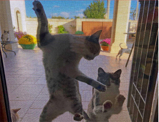 RETE ZANZARIERA ANTI GATTO DURA NET CM.60