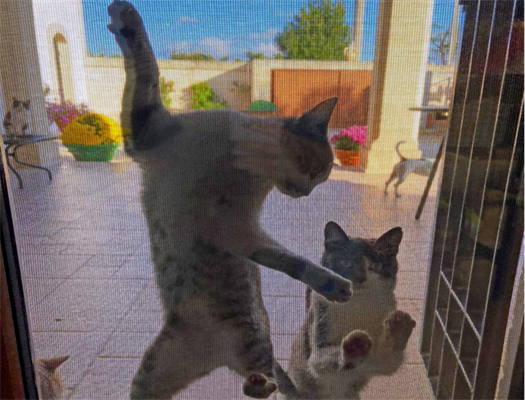 RETE ZANZARIERA ANTI GATTO DURA NET CM.140